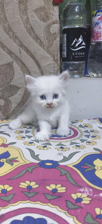 persian cat triple coat