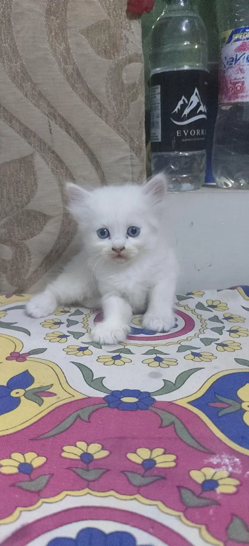 persian cat triple coat — photo 2