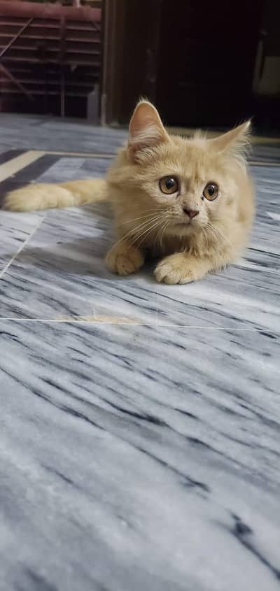 l healthy Persian cat