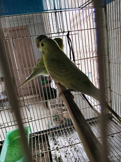 BUDGIES / CRUSTED / RAINBOW