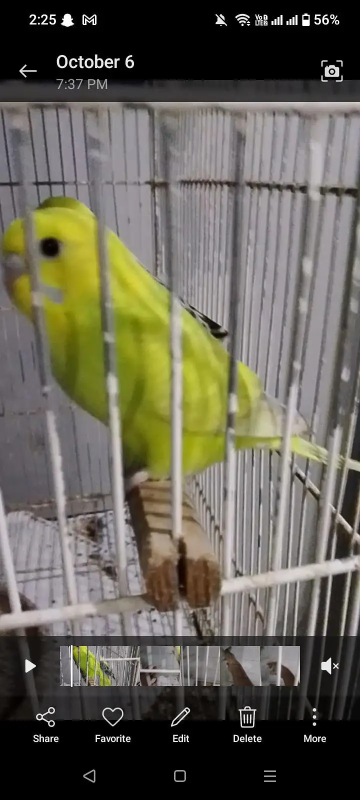 BUDGIES / CRUSTED / RAINBOW — photo 2