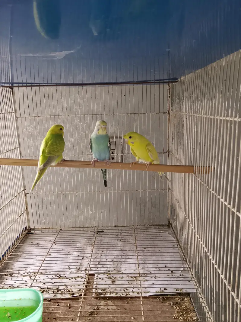 BUDGIES / CRUSTED / RAINBOW — photo 3