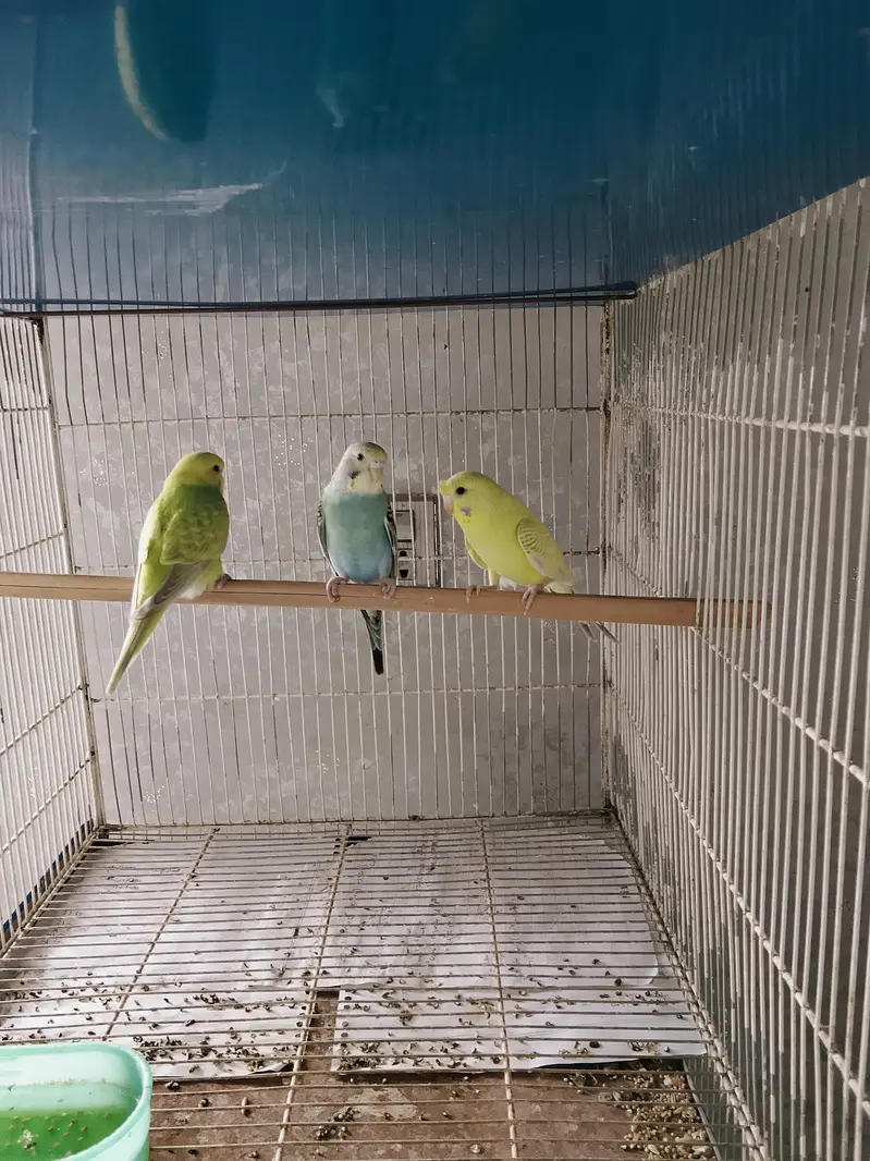 BUDGIES / CRUSTED / RAINBOW — photo 4