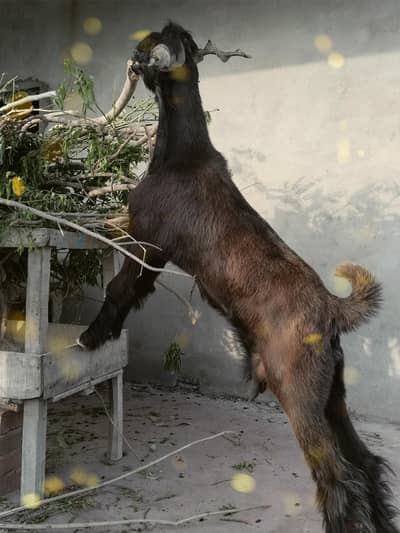 DDP Female goat from ( Akhtar Jangla LIVE STOCK Farm) .