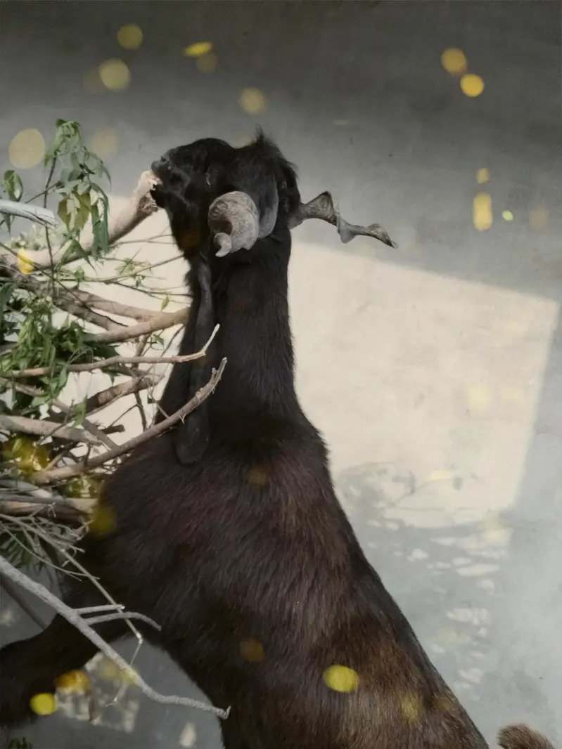 DDP Female goat from ( Akhtar Jangla LIVE STOCK Farm) . — photo 2