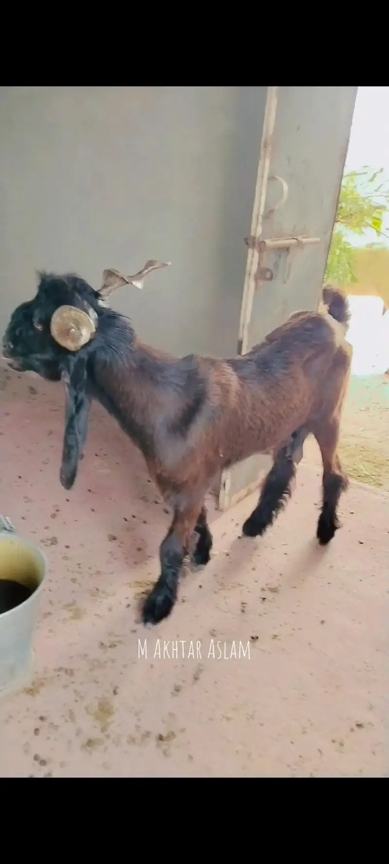 DDP Female goat from ( Akhtar Jangla LIVE STOCK Farm) . — photo 3