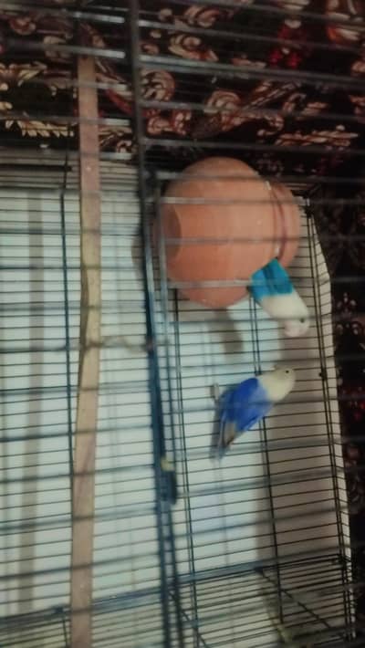 loveburd. pair bugis pir cag brreend new ha 03115054445
