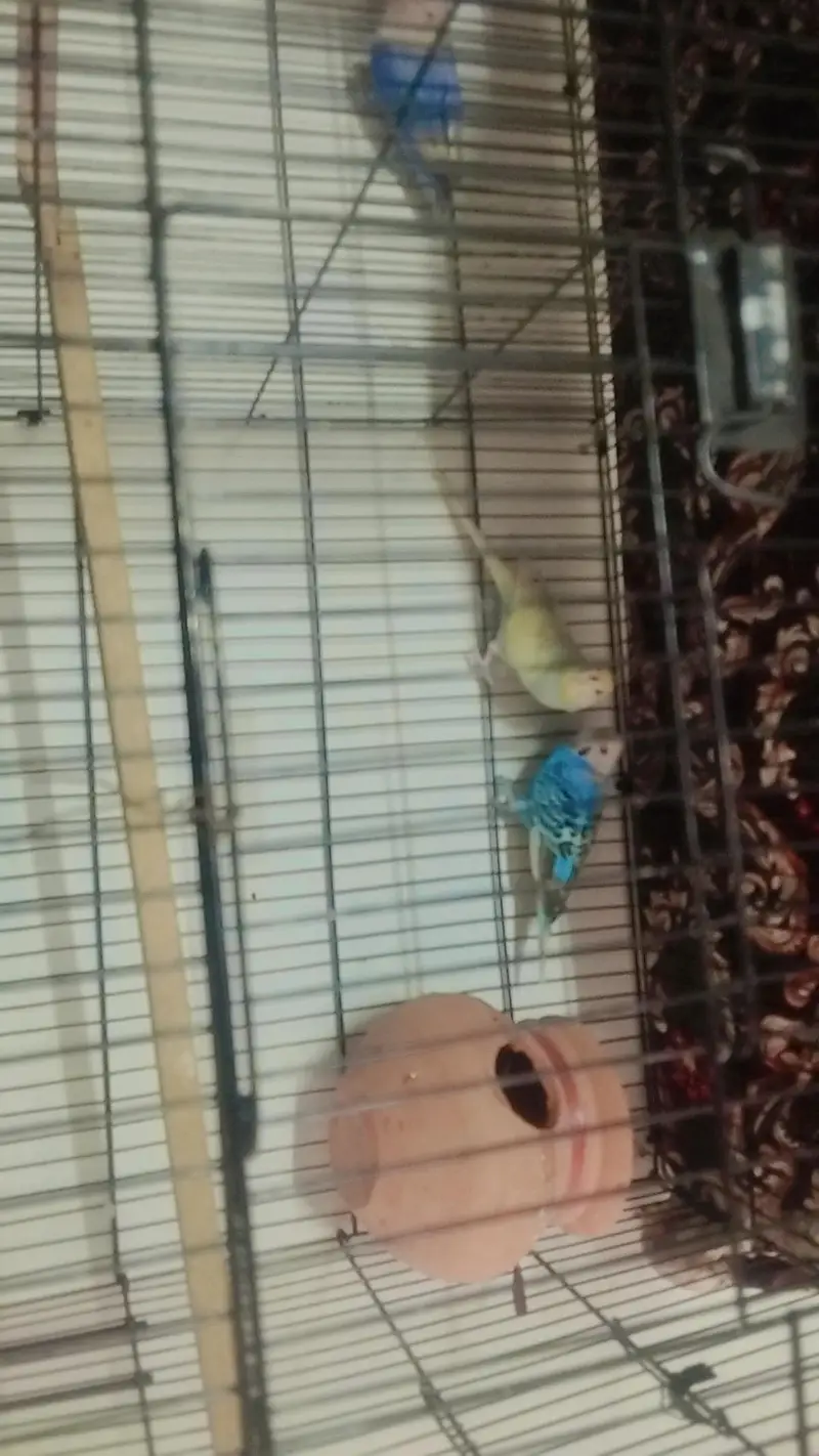 loveburd. pair bugis pir cag brreend new ha 03115054445 — photo 2
