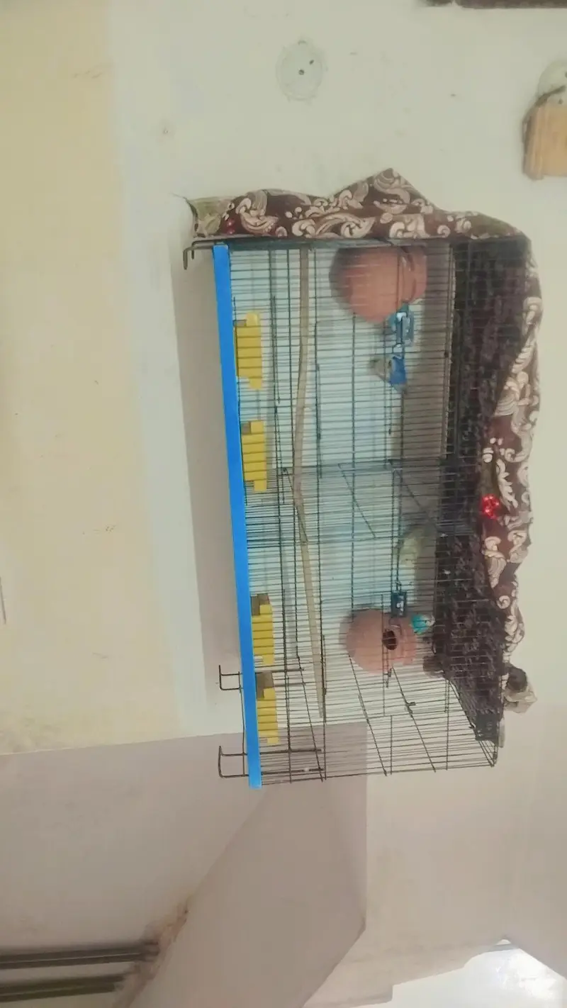 loveburd. pair bugis pir cag brreend new ha 03115054445 — photo 3