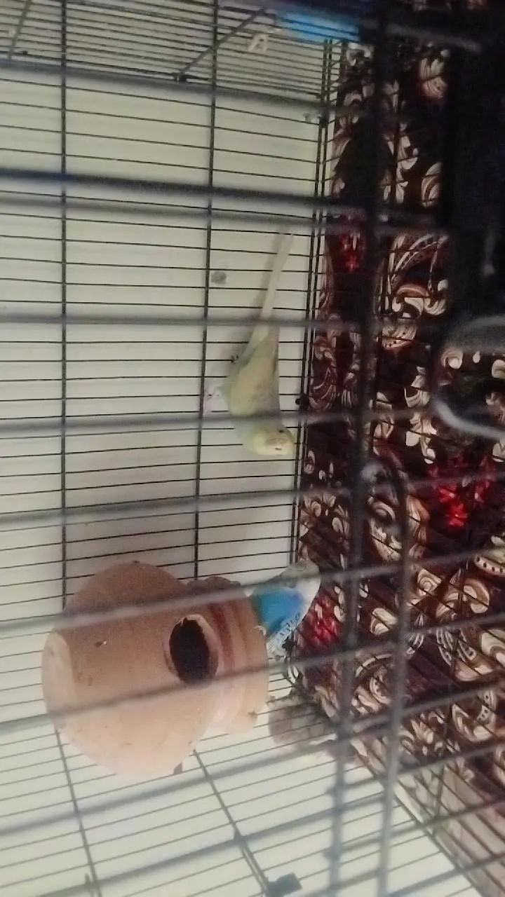 loveburd. pair bugis pir cag brreend new ha 03115054445 — photo 5