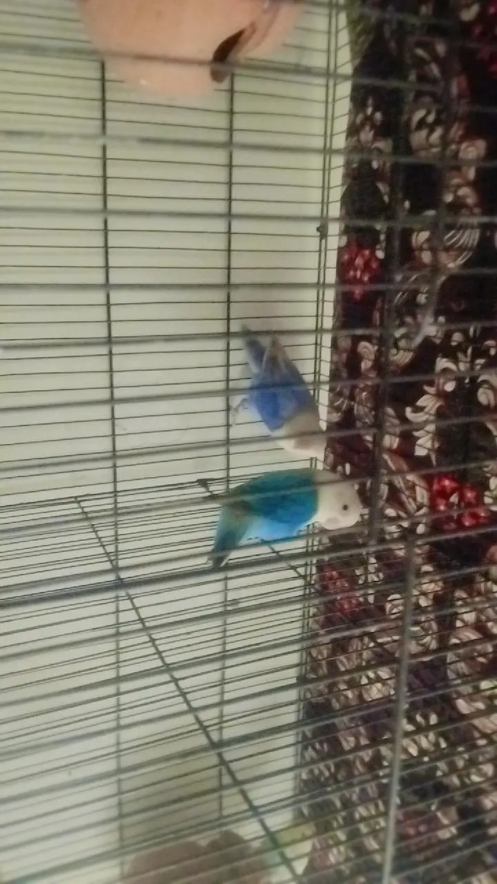 loveburd. pair bugis pir cag brreend new ha 03115054445 — photo 7