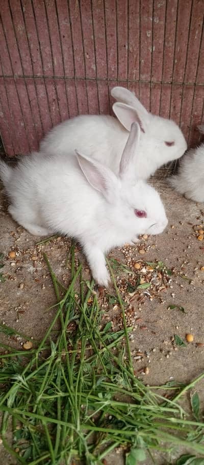 2 pice rabbit chicks healthy