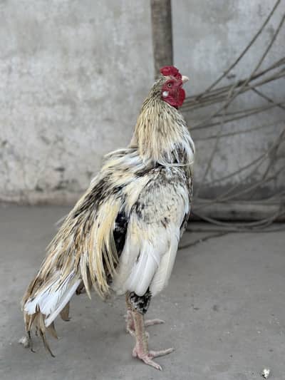 Aseel male for sale