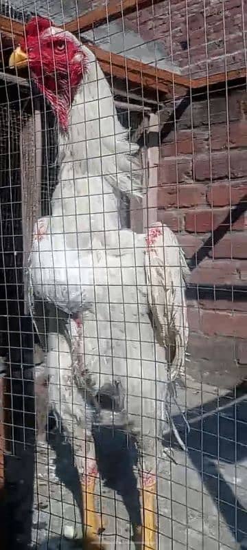 German king white oshamo chicks available only