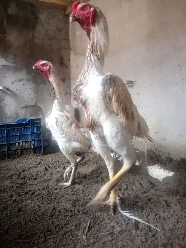German king white oshamo chicks available only — photo 3