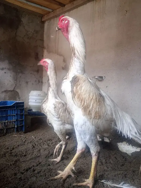 German king white oshamo chicks available only — photo 4