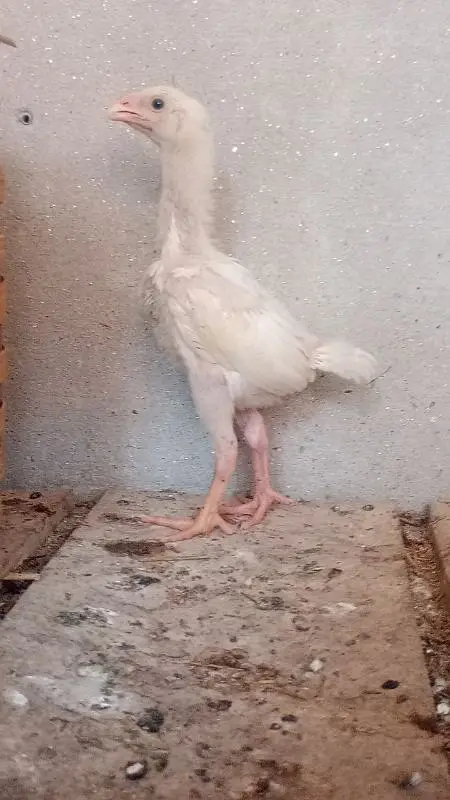 German king white oshamo chicks available only — photo 5