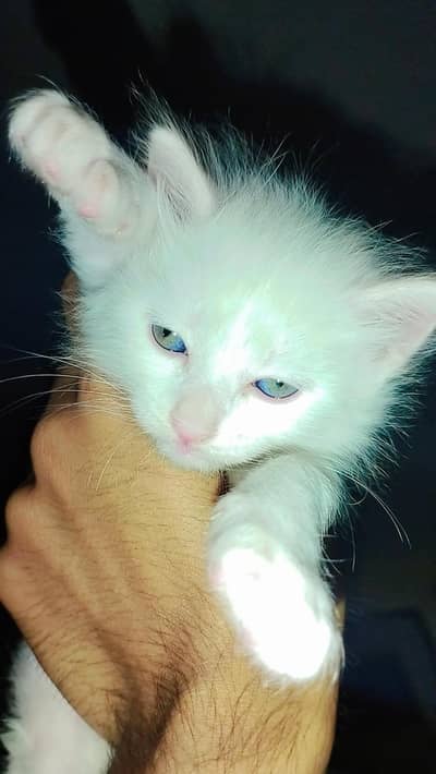 Persion kitten