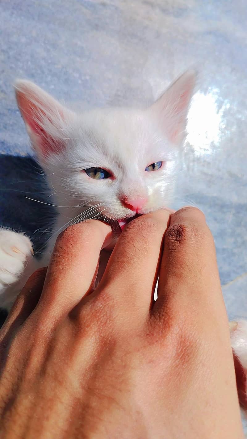 Persion kitten 1