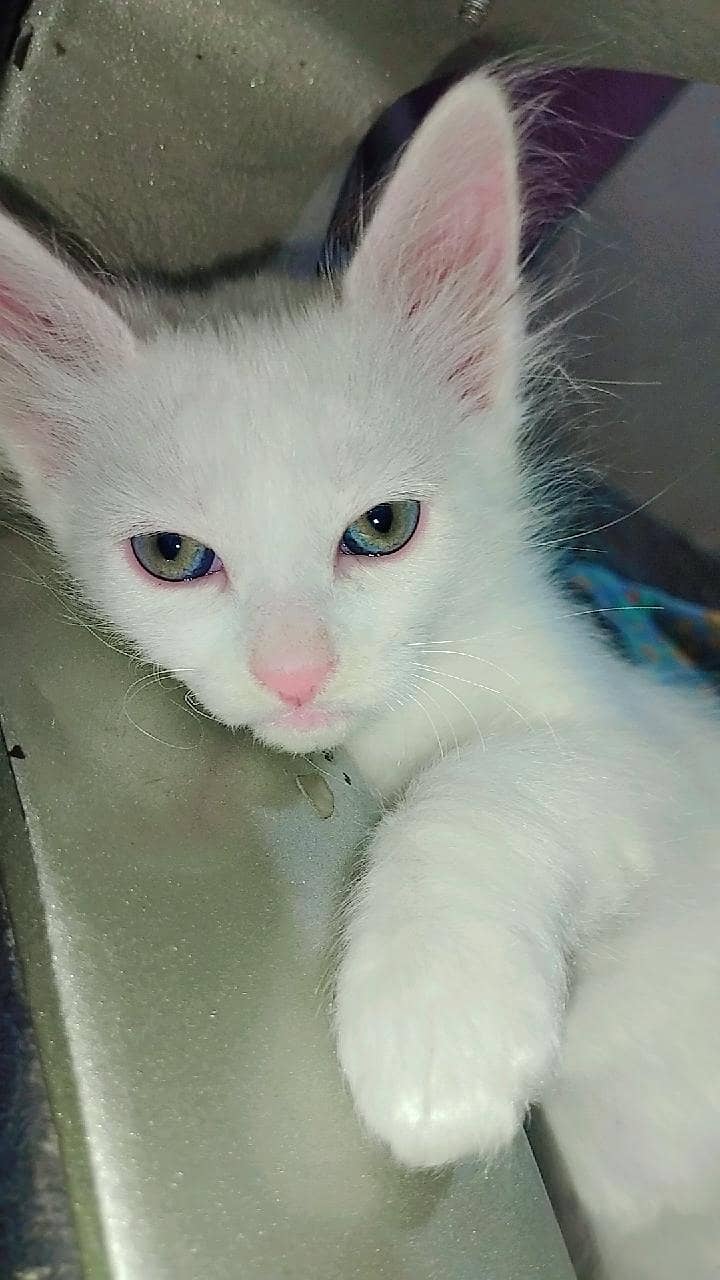 Persion kitten 2