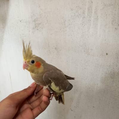 cocktail chicks