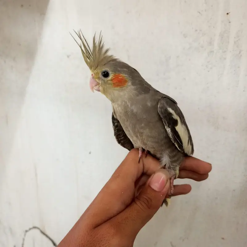 cocktail chicks — photo 2