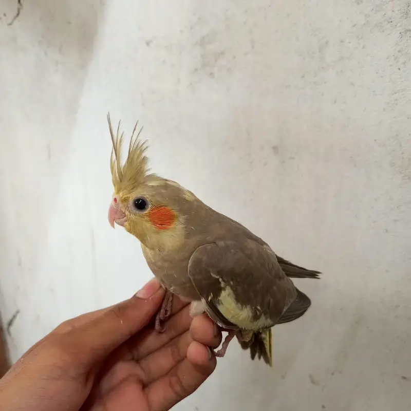 cocktail chicks — photo 3