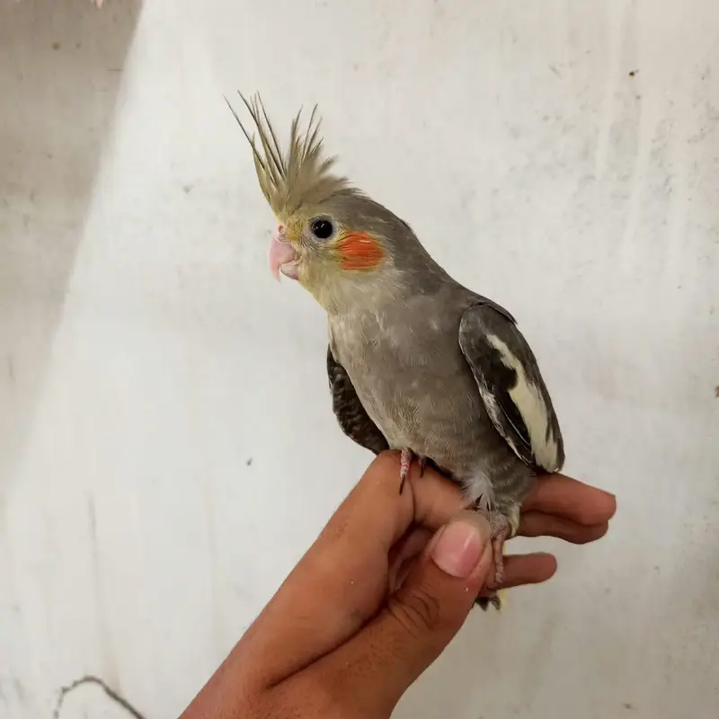 cocktail chicks — photo 4