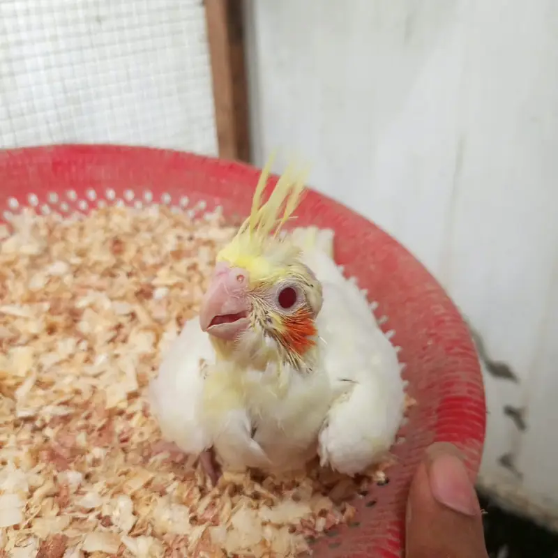 cocktail chicks — photo 5