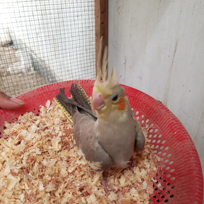 cocktail chicks — photo 6
