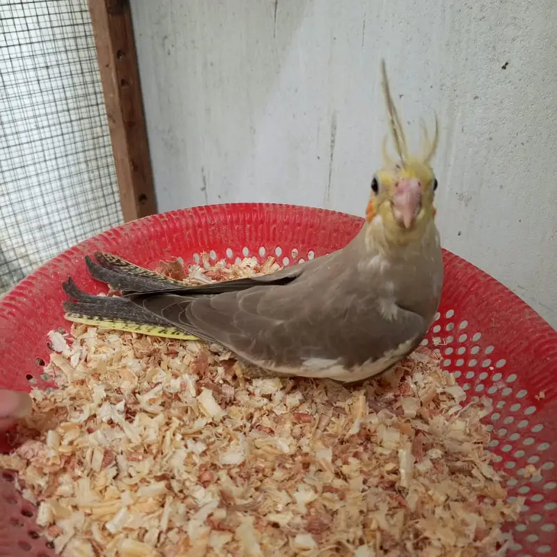 cocktail chicks — photo 7