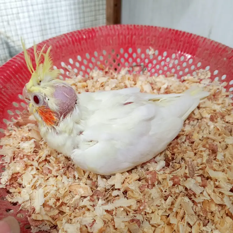 cocktail chicks — photo 8