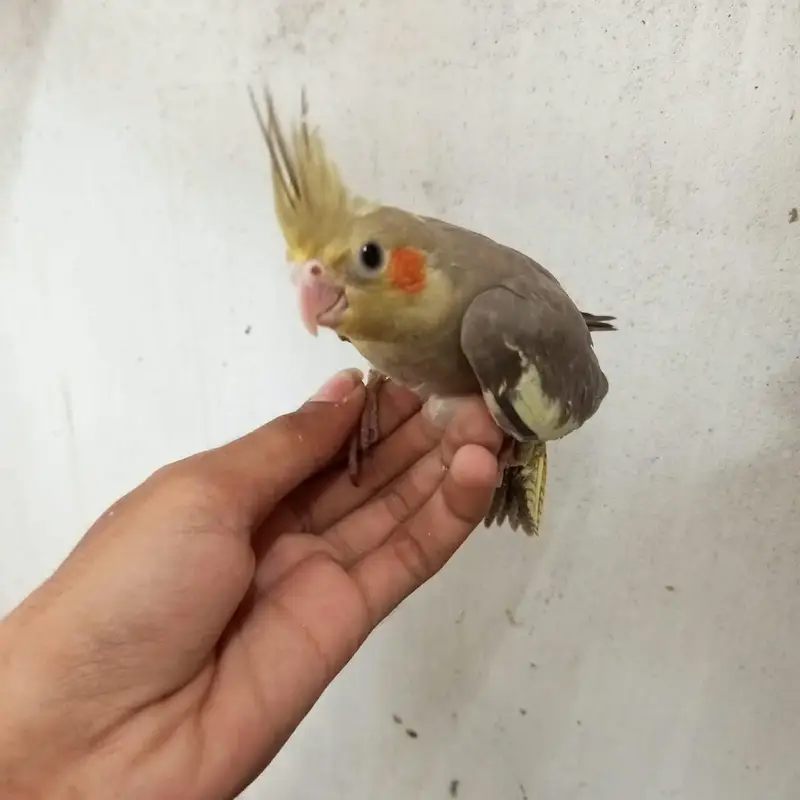 cocktail chicks — photo 9
