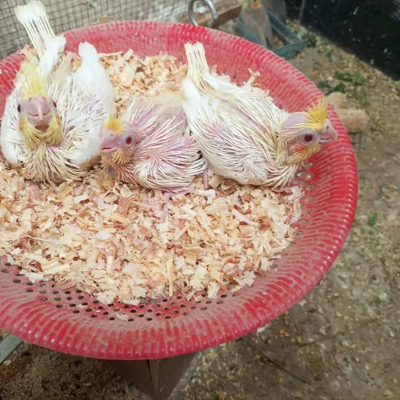 cocktail chicks — photo 10