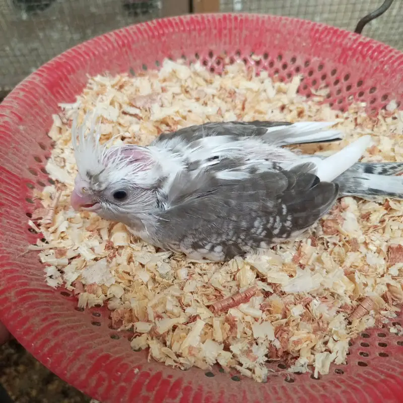 cocktail chicks — photo 11