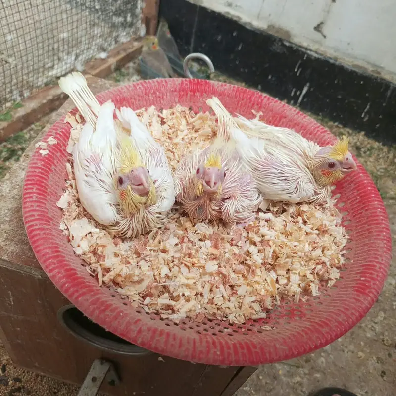 cocktail chicks — photo 12