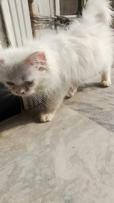 long cort baby cat