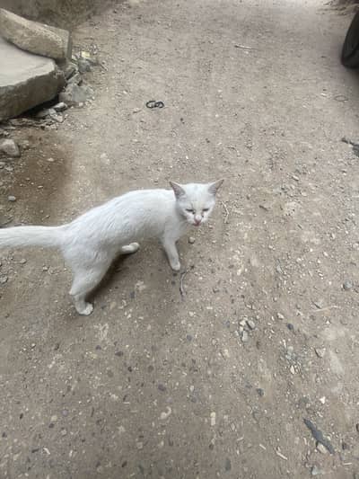 Female cat for sale adoption 03/131:10/5/0/9/7/7