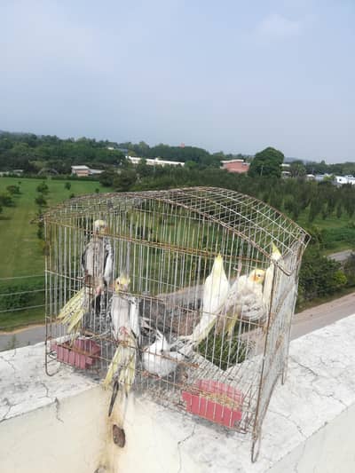 cocktail and budgie sale