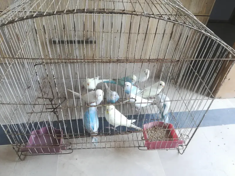 cocktail and budgie sale — photo 2
