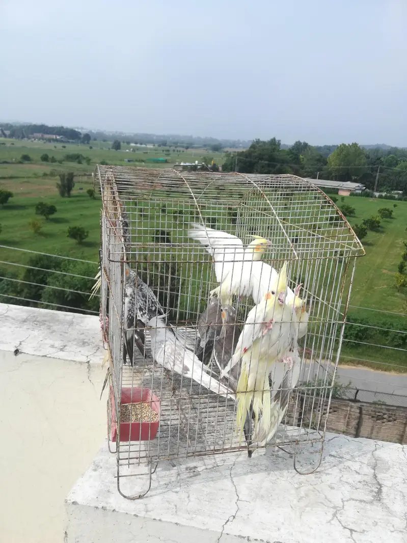cocktail and budgie sale — photo 3