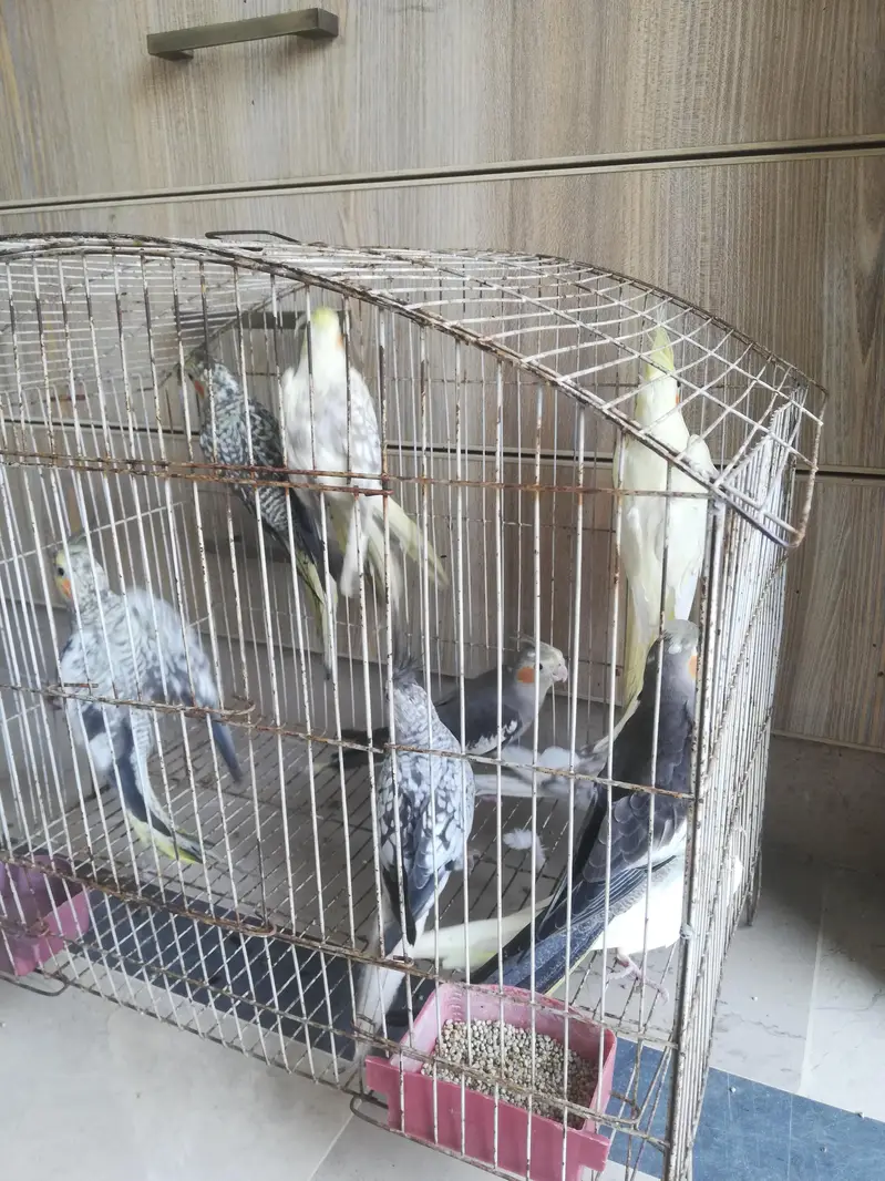 cocktail and budgie sale — photo 4
