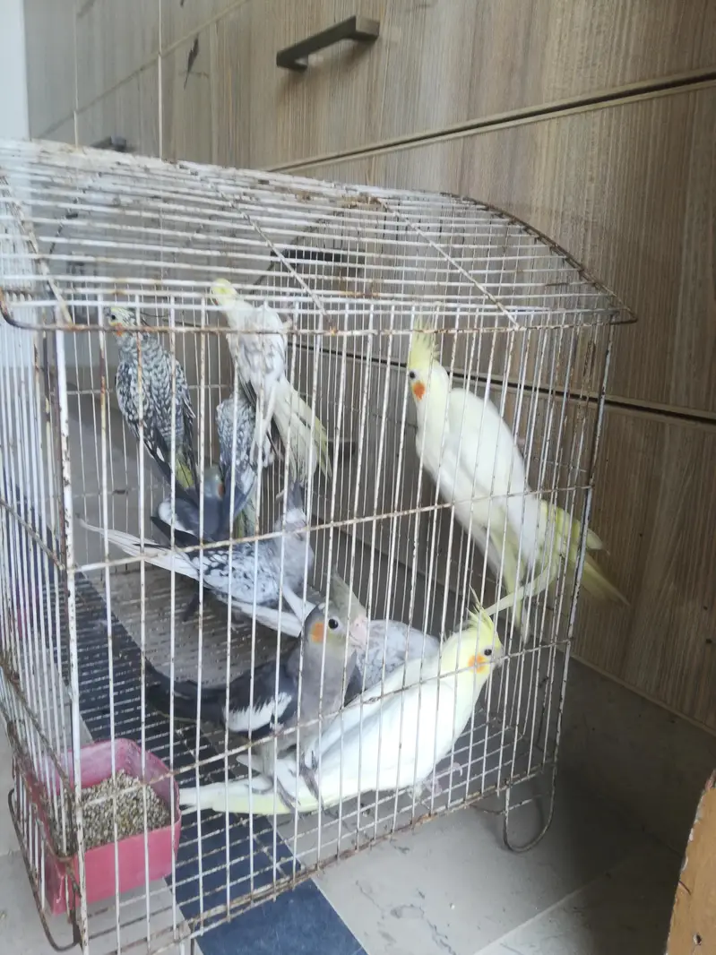 cocktail and budgie sale — photo 5
