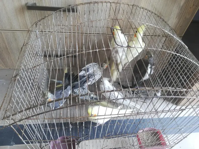 cocktail and budgie sale — photo 6