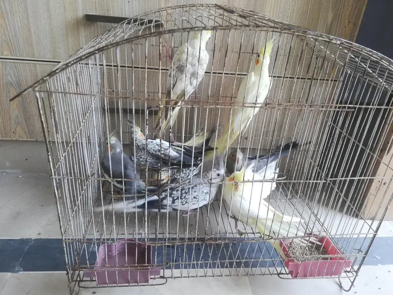cocktail and budgie sale — photo 7