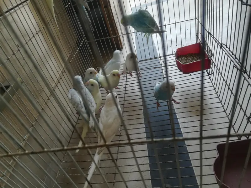 cocktail and budgie sale — photo 8