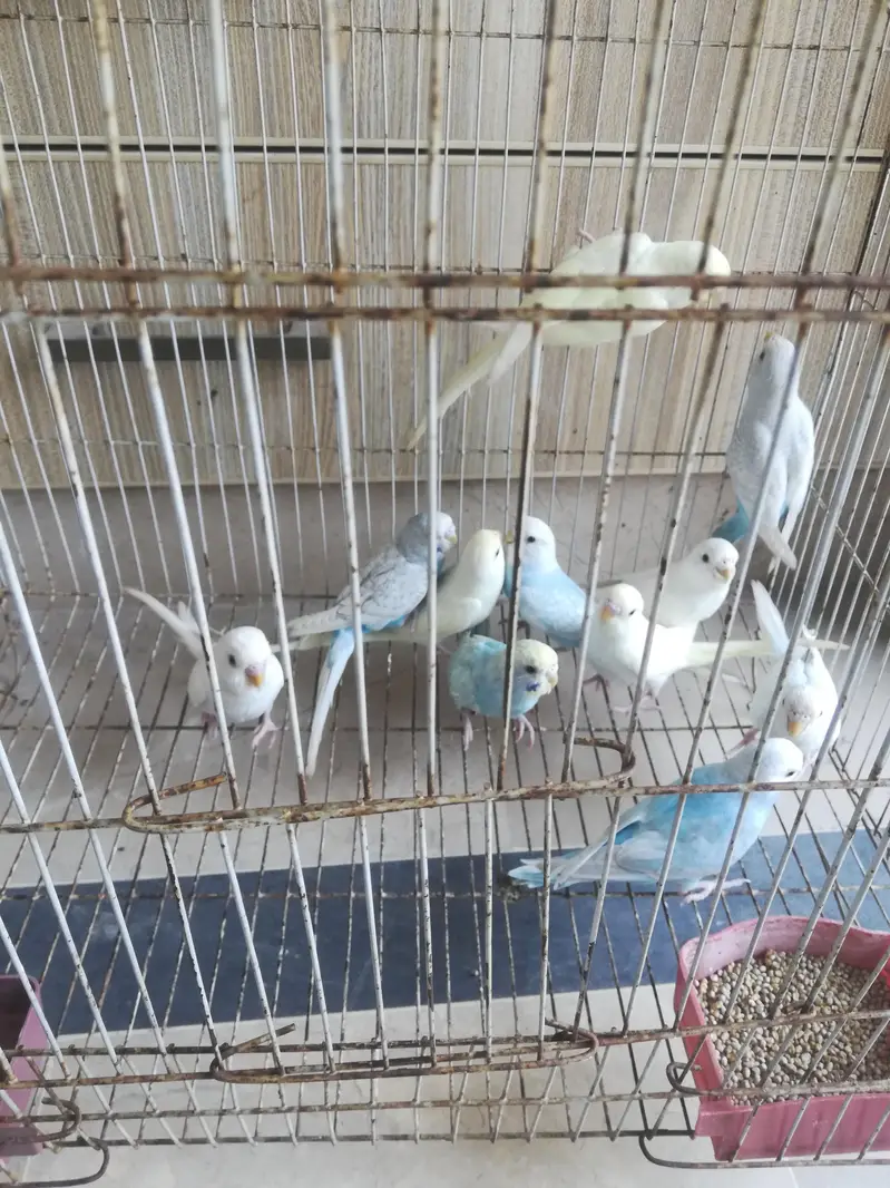 cocktail and budgie sale — photo 10