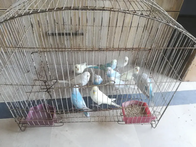 cocktail and budgie sale — photo 11