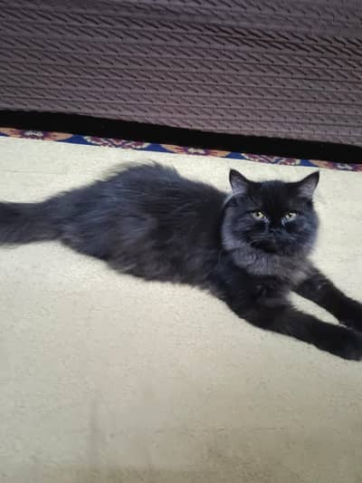 Persian Cat For Sale
