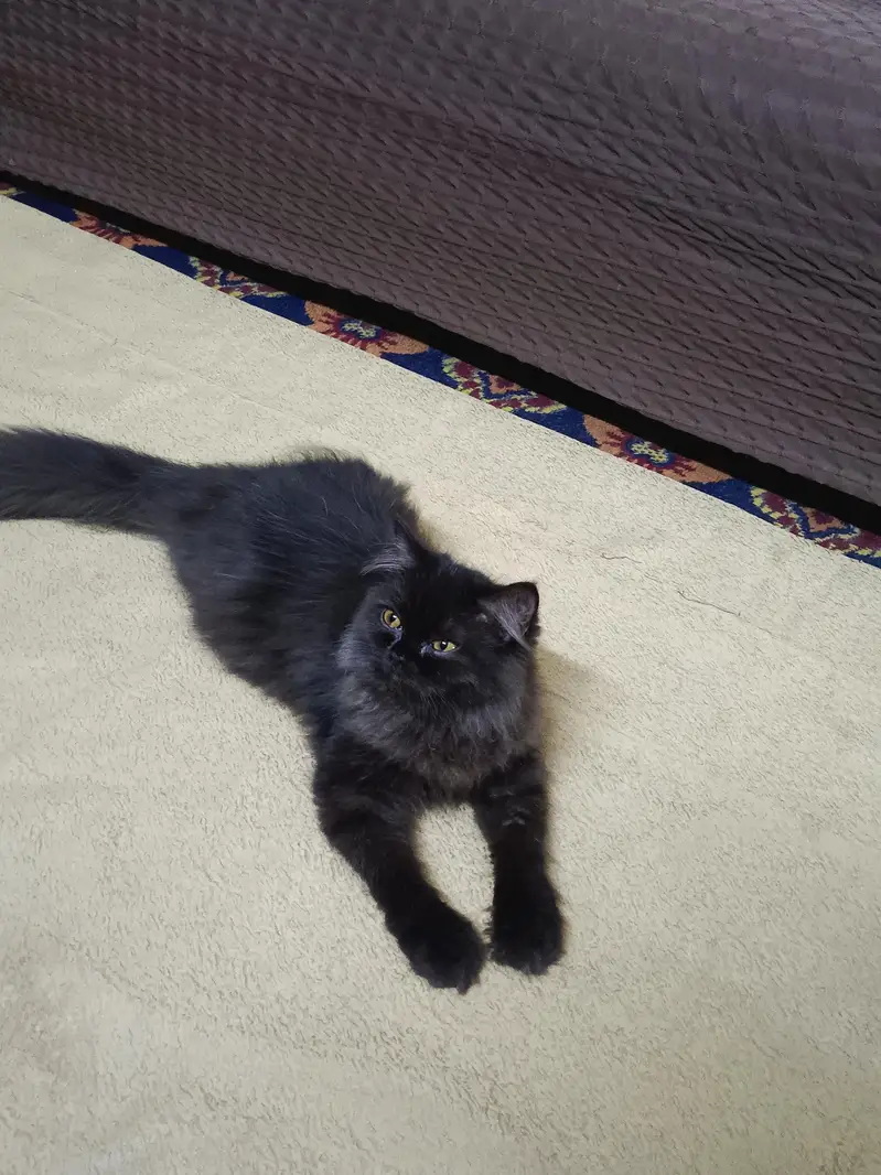Persian Cat For Sale — photo 2